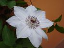 uimitorul clematis (1)