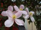 uimitorul clematis (5)