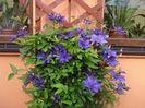 uimitorul clematis (6)