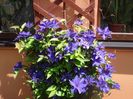 uimitorul clematis (8)
