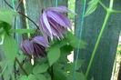 clematis purple dream