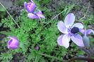 anemone