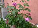 IMG_20160501_190738