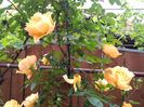 IMG_20160501_191606