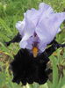 Habit (2)