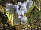 Irish Moss