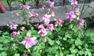 IMG_20160501_150839[1]