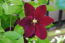 clematis Sunset