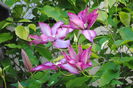 30 aprilie,clematis Betty Risdon