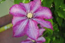 clematis Betty Risdon