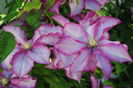 clematis Betty Risdon