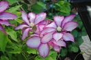 clematis Betty Risdon