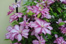 clematis Betty Risdon