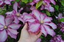 clematis Betty Risdon