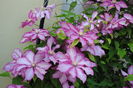 clematis Betty Risdon