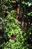 30 aprilie,clematis Sunset(anul3)