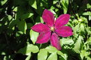 clematis Sunset