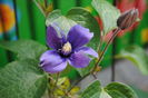 clematis Arabella