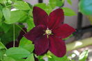 clematis Sunset