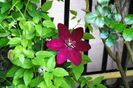 clematis Sunset