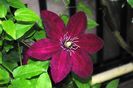 clematis Sunset