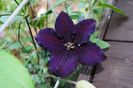 clematis rasputin(prima floare)
