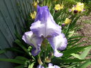 iris Blue Shimmer 1