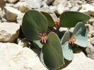 Euphorbia mazicum