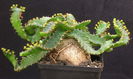 Euphorbia stellata - achizitionata