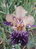 Gnus Flash (1)