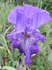 Purple Pepper