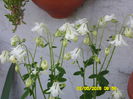 Aquilegia -Caldarusa