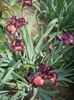 P1260185