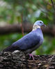 ashy wood pigeon