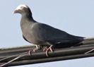 Columba leucocephala