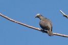 Columba leucocephala