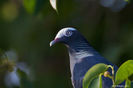 Columba leucocephala