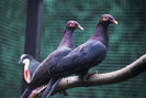 columba squamosa