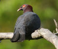 columba squamosa