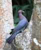 columba squamosa