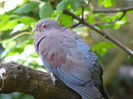 maranon pigeon