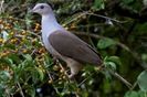 mountain imperial pigeon