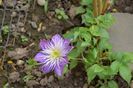 Clematis Crystal Fontaine