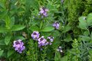 Erysimum Bawles Mauve