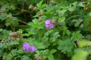 Geranium "Primula"