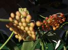inca 3 flori