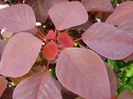 Euphorbia cotinifolia,caribbean copper plant