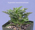 Euphorbia cap-saintmariensis - achizitionata