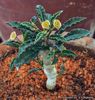 Euphorbia cap-saintemariensis - achizitionata