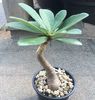Euphorbia sp. Nova
